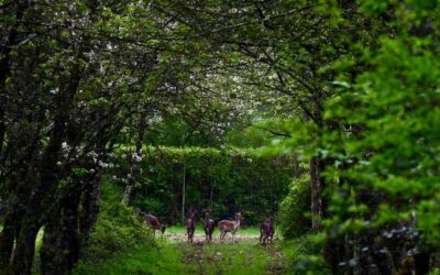 Damwild im Wald j
